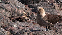 South polar skua (Stercorarius maccormicki) chicks keeping warm in its parents feathers, Antarctica.