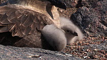 South polar skua (Stercorarius maccormicki) chick keeping warm in its parents feathers, Antarctica.
