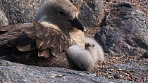 South polar skua (Stercorarius maccormicki) chick keeping warm in its parents feathers, Antarctica.