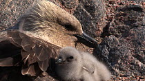 South polar skua (Stercorarius maccormicki) chick keeping warm in its parents feathers, emerges and walks away, Antarctica.