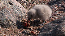South polar skua (Stercorarius maccormicki) chick feeding on regurgitated food at nest site, walks away, Antarctica.