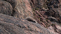 South polar skua (Stercorarius maccormicki) chick at nest site, hidden behind a rock, Antarctica.