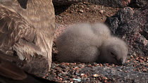Panning shot from a South polar skua (Stercorarius maccormicki) to its chick, Antarctica.