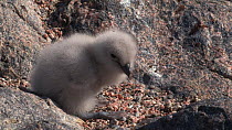 Tracking shot following a South polar skua (Stercorarius maccormicki) chick moving around at nest site and feeding on regurgitated food, with parent resting nearby, Antarctica.