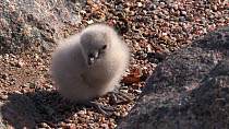 South polar skua (Stercorarius maccormicki) chick feeding at nest site, climbs on a rock, Antarctica.
