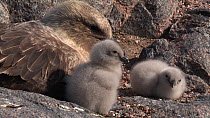 South polar skua (Stercorarius maccormicki) with two chicks at nest site, Antarctica.