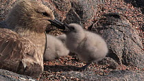 South polar skua (Stercorarius maccormicki) with two chicks at nest site begging for food, Antarctica.