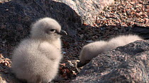 South polar skua (Stercorarius maccormicki) chicks feeding at nest site, Antarctica.