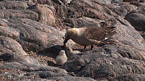 South polar skua (Stercorarius maccormicki) regurgitating food for chicks at nest site, Antarctica.