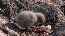 South polar skua (Stercorarius maccormicki) chick at nest site feeding from a piece of eggshell, Antarctica.