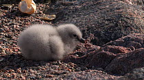 South polar skua (Stercorarius maccormicki) chick feeding at nest site, Antarctica.