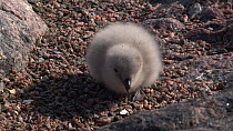 South polar skua (Stercorarius maccormicki) chick feeding at nest site, Antarctica.