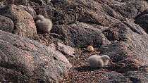 South polar skua (Stercorarius maccormicki) chicks at nest site, with one feeding, Antarctica.