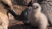 South polar skua (Stercorarius maccormicki) chick with parent at nest site, Antarctica.