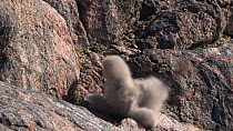South polar skua (Stercorarius maccormicki) chick resting at nest site, waking up and falling over, Antarctica.