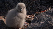 South polar skua (Stercorarius maccormicki) feeding at nest site with chick, Antarctica.