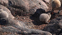 South polar skua (Stercorarius maccormicki) feeding at nest site with chicks, Antarctica.
