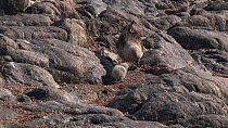South polar skua (Stercorarius maccormicki) feeding at nest site with chicks, Antarctica.