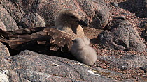 South polar skua (Stercorarius maccormicki) chick pecking its parent, Antarctica.