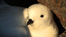 Snow petrel (Pagodroma nivea) vocalising, with chick at nest site, Antarctica.