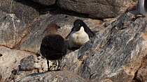 Adelie penguin (Pygoscelis adeliae) with chick watching a South polar skua (Stercorarius maccormicki) standing on a rock nearby, Antarctica.