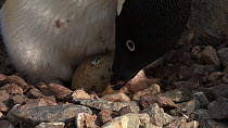 Adelie penguin (Pygoscelis adeliae) lying down to incubate an egg, Antarctica.