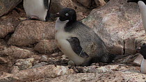 Nervous juvenile Adelie penguin (Pygoscelis adeliae) looking around, Antarctica.