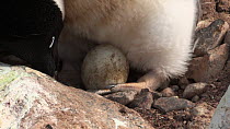 Adelie penguin (Pygoscelis adeliae) at nest, adjusting the position of an egg that is just beginning to hatch, Antarctica.