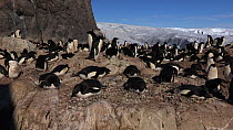 Wide angle shot of an Adelie penguin (Pygoscelis adeliae) colony, with penguins incubating eggs on rock nests, Antarctica.