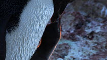 Adelie penguin (Pygoscelis adeliae) regurgitating food for its chick, Antarctica.