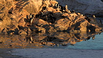 Adelie penguin (Pygoscelis adeliae) colony reflected in meltwater, Antarctica.