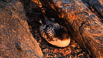 Cape petrel (Daption capense) incubating eggs at nest site, Antarctica.
