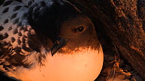 Cape petrel (Daption capense) incubating eggs at nest site, Antarctica.