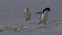 Adelie penguins (Pygoscelis adeliae) walking towards the camera, one with an isabellinism genetic pigmentation disorder, Antarctica.