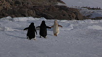 Two Adelie penguins (Pygoscelis adeliae) chasing and attacking another penguin with an isabellinism genetic pigmentation disorder, Antarctica.