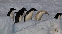 Group of Adelie penguins (Pygoscelis adeliae) attacking and chasing another penguin with an isabellinism genetic pigmentation disorder, Antarctica.