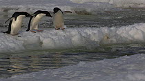 Adelie penguins (Pygoscelis adeliae) crossing a tide crack in the ice, one with an isabellinism genetic pigmentation disorder, Antarctica.