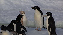 Group of Adelie penguins (Pygoscelis adeliae) wary of a penguin with an isabellinism genetic pigmentation disorder trying to mingle with them, turning towards it and then running away, Antarctica.