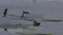 Adelie penguins (Pygoscelis adeliae) crossing a tide crack in the ice with a South polar skua (Stercorarius maccormicki) in the foreground, Antarctica.