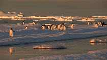 Group of Adelie penguins (Pygoscelis adeliae) running and gathered on sea ice, Antarctica.