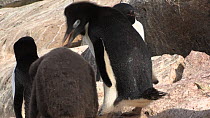 Adelie penguin (Pygoscelis adeliae) pecking and pushing its chick who falls off a rock, Antarctica.