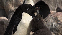 Hungry Adelie penguin (Pygoscelis adeliae) chick begging for food from its parent, Antarctica.