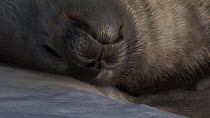 Close-up of a Weddell seal (Leptonychotes weddellii) pup scratching, Antarctica.