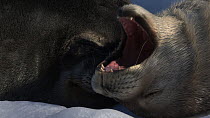 Weddell seal (Leptonychotes weddellii) pup scratching, with parent sleeping nearby, Antarctica.