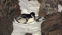 Cape petrel (Daption capense) trying to groom and bond with its partner, Antarctica.