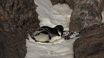 Cape petrel (Daption capense) trying to groom and bond with its partner, Antarctica.