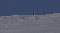 Snow petrel (Pagodrama nivea) chasing another individual on a snow covered slope, both stopping and bathing in the snow, Antarctica.