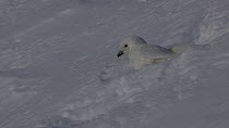 Panning shot from a Snow petrel (Pagodrama nivea) vocalising to another individual bathing in the snow, Antarctica.