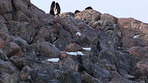 View of a Snow petrel (Pagodrama nivea) nesting colony, with Adelie penguins (Pygoscelis adeliae) in the background, Antarctica.