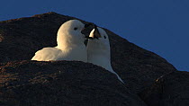 Low angle shot looking up towards a pair of Snow petrels (Pagodrama nivea) perched at their nest site vocalising, Antarctica.